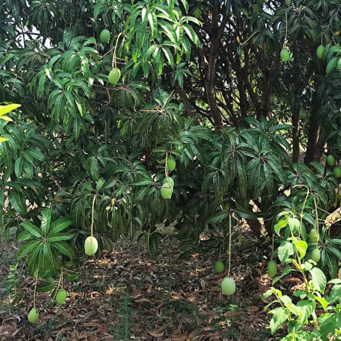 Salem Mangoes 3kg