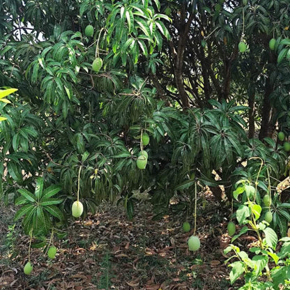 Salem Mangoes 3kg
