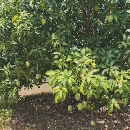 Salem Mangoes 3kg