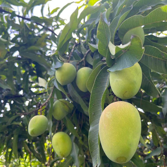 Salem Mangoes 3kg