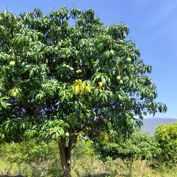 Salem Mangoes 5kg