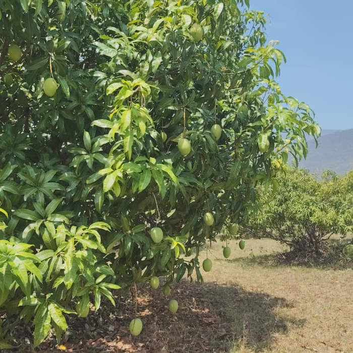 Salem Mangoes 5kg