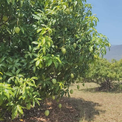 Salem Mangoes 5kg