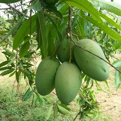 Salem Mangoes 5kg