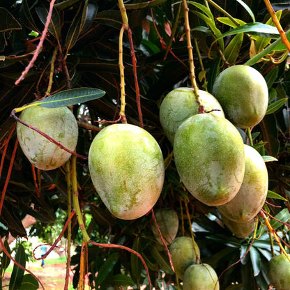 Salem Mangoes 5kg